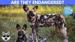 Why Are African Wild Dogs Endangered?