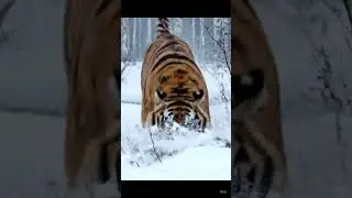 Siberian Tiger Attack in Snow  Nature&rsquo;s Fiercest Predator #tiger #siberian #wildlife