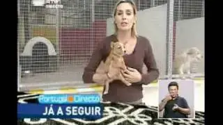 Cães de Raça Pondego Português (PARTE 1 de 2)