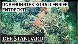 Forscherteam findet 