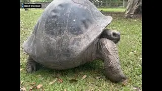 WEB EXTRA: Zoo Miami Galapagos Tortoises Head Into Heated Enclosure Ahead Of Cold Front