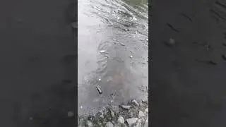 river lagan trout