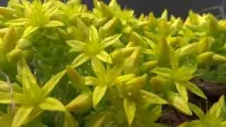 Goldmoss Stonecrop (Sedum acre) / Wallpepper - 2013-06-29
