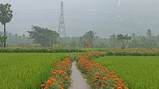 Kollengode. കൊല്ലങ്കോട് Nelliyambathy hills view #kollengode#palakkad#paddy#paddyfield#kerala 