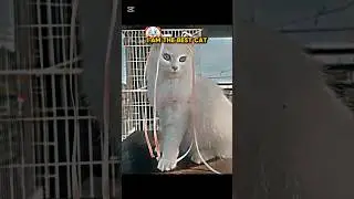 I AM THE BEST CAT 😱💀        #cat #animals #edit #trending
