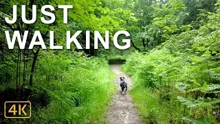 A Dog Walk In Longleat Forest | England in 4K