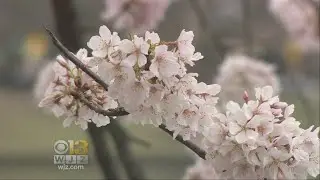 Cherry Blossom Opening Ceremony Delayed For 