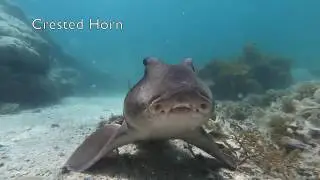 Crested Horn  V's  Port Jackson Shark