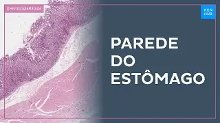 Histologia da parede do estômago - Histologia Fácil | Kenhub
