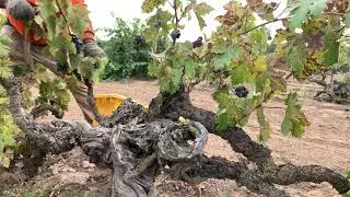 2019 Harvest | Ironstone Vineyards |  Rous Zinfandel Harvest