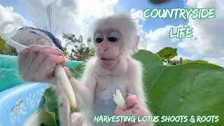 Countryside Life &ndash; Baby monkey Baba and Father Minh Harvest Lotus Roots in the Field