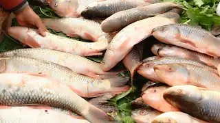 Fish Farming Guide: Pond Setup, Maintenance & Easy Cleaning Method