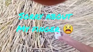 Froxfield Crop Circle Whiltshire 13/7/22 EMF meter goes wild 🌾🟡 🐕🚜👽