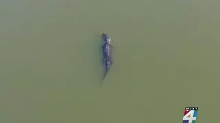 Woman at FWC meeting in Jacksonville stresses importance of alligator safety