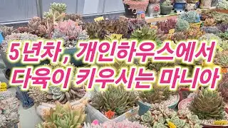 다육생활 5년차 개인하우스에서 다육이 키우시는 매니아님💕 어떻게 키우셨을까? 궁금해요 ~💕 #다육이 #다육식물 #succulent 