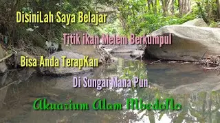 Spot Ikan Nilem / Jutaan Nilem Terlihat Mata #belajarMengetahuiTitiknilem #akuariumAlam #Mbedono