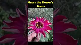 Guess the Flower's Name | Beautiful Flowers #shorts #viral #beautiful #beautifulflowers #guess