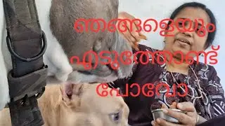 ഞങ്ങളെ തട്ടിക്കൊണ്ടുപോവോ #dogowner #americanbully #ytvideo 
