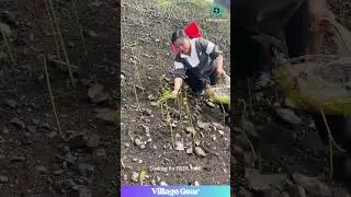 FREE FOOD! She's Foraging for WILD Edibles! (Amazing Finds!) #foraging #survival #nature #freefood