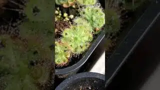 Drosera Burmanii