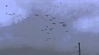 Spring Snow Goose Conservation Season 2011