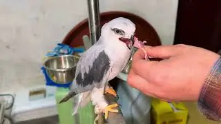 又来一只猛禽界的颜值担当！ #猛禽 #野生动物救助