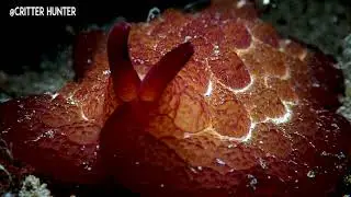 Pleurobranchus forskalii | Project Nudibranch