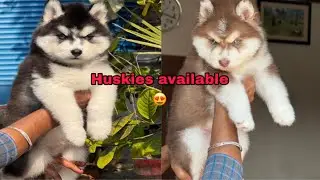 Husky puppies available😍