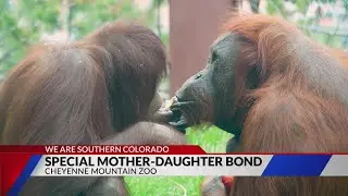 Mom-daughter duo at Cheyenne Mountain Zoo with a unique bond
