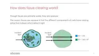 Understanding tissue clearing and tissue clearing technologies (1/4)
