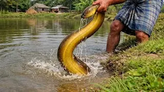 Amazing Eel Fishing in Village River | New Fishing Video 2026