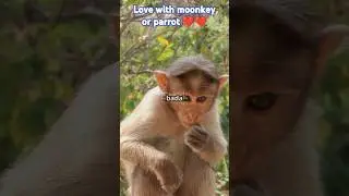 I Tried Romantic Relationships With Animals