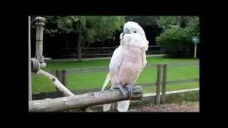 Tropical wings zoo essex 2013