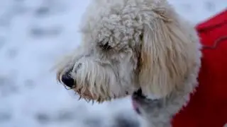 Suzy Snowflake (Rock Version)