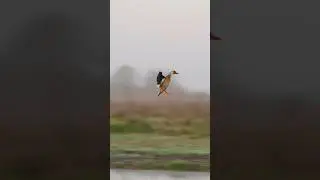 TEAL GETS VERTICAL! Guess the Duck Species! #birdhunting #duckhunting #bird #goosehunting #duckhunt