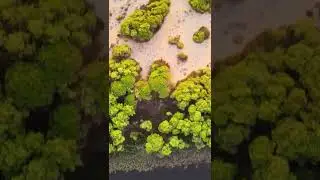 Flying over an Lush African Forest
