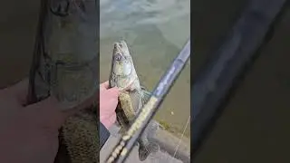 Судачок будущий папа    #catchandrelease #alphafishing #поймалотпусти