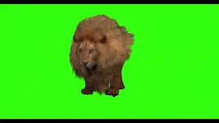 BIG LION #17  || GREEN SCREEN  || ANIMATION  || FREE 3D