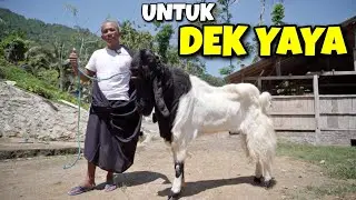 DEN BAGUS KE KANDANG DEK YAYA..!??