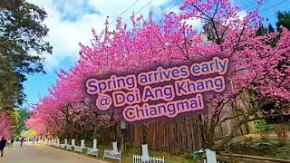 Surprising stunning cherry blossoms arrive in Thailand's hidden gem @ Doi Ang Khang, Fang Chiangmai.