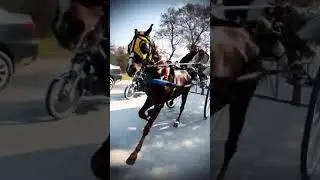 Tanga race #pakistan fastest horse race#horse race#lpakistan 🐴🐴🐴 🐎🐎🐎🐎 horse