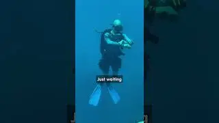 The Importance of a Safety Stop During Scuba Diving | Essential Diving Tips (Read Descriptions)
