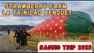 STRAWBERRY FARM LA TRINIDAD BENGUET | DINO FAMILY BAGUIO FIELD TRIP 2025