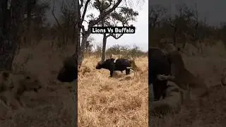 Буйвол пытается сбежать от львов #buffalovslion #lions #buffalo