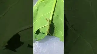 American Boll worm #InsectControl #PestManagement #CropProtection #Agriculture |asad razaq|