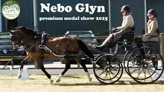Nebo Glyn op de WPCV premium medal show 2025 🏵️ judge: Julian Williams - Cilmery stud