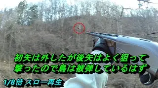 ヤマドリ猟20251222ヤブ中の鳥を失中