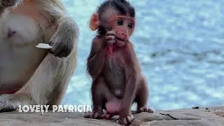 Appealing baby monkey Patricia so cute and active baby monkey, Patricia very playful