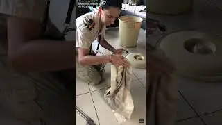 'Insanely' brave moment snake catcher removes deadly black mamba from home 🐍