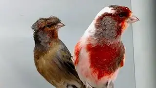 Canary .Kanarien.Harlekijn. Canary. portuguese Harlequin .Kanarya.Neue paare..